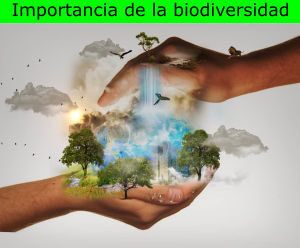 Importancia de la biodiversidad