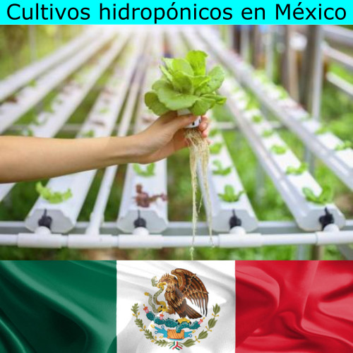 Cultivos hidropónicos en México
