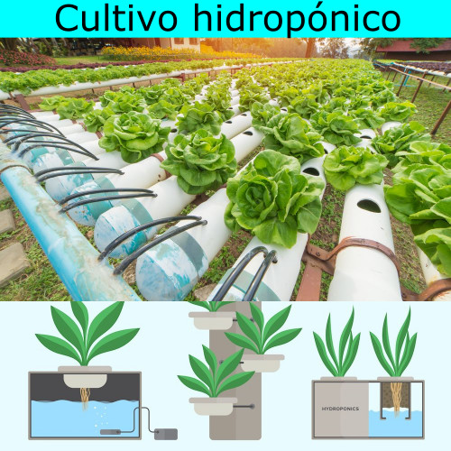Cultivo hidropónico