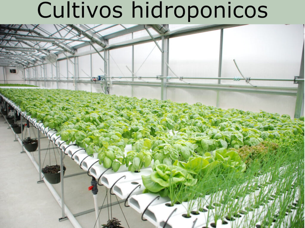 cultivos hidroponicos que son