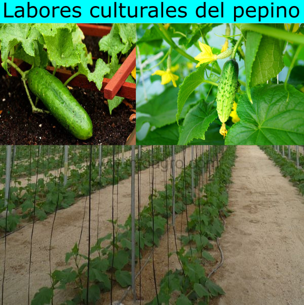 Labores culturales del pepino