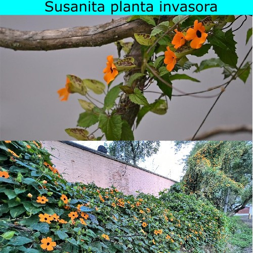 Susanita planta invasora