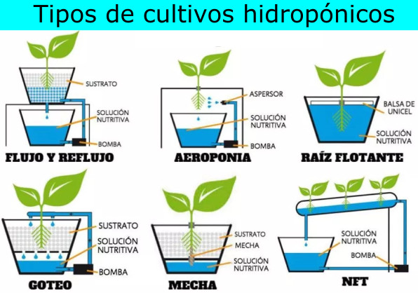 Tipos de cultivos hidropónicos